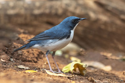 Close-up of bird perching on a land