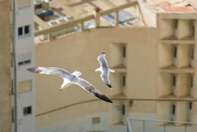 Seagulls flying in a building