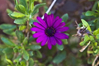 Close-up of purple flower