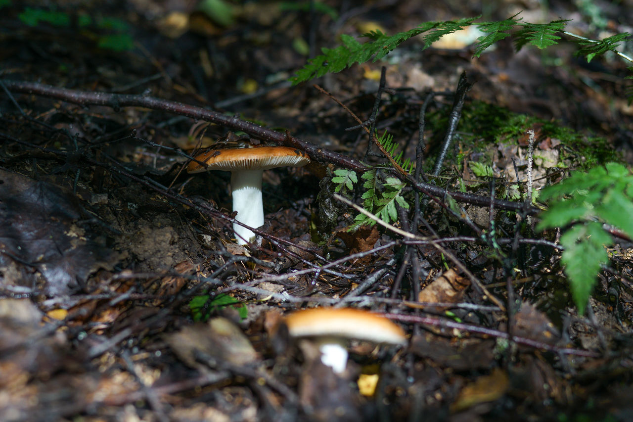 HIGH ANGLE VIEW OF MUSHROOM ON FIELD