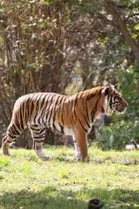 Tiger walking on grass