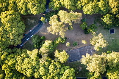 High angle view of fresh green plants in farm