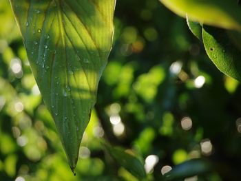 Close-up of raindrops on leaves