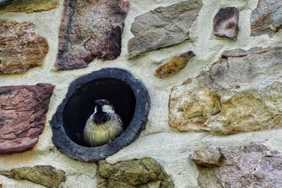 Close-up of cat on rock
