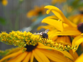 Close-up of insect on yellow flower