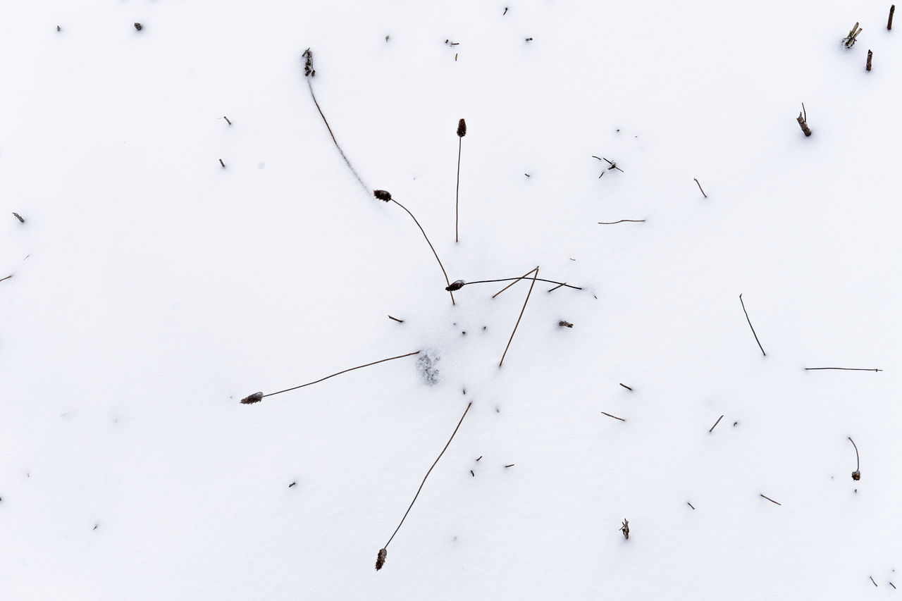 HIGH ANGLE VIEW OF BIRDS ON SNOW COVERED