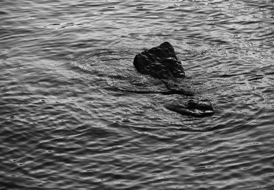 High angle view of turtle swimming in lake