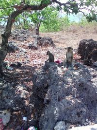 View of monkey sitting on field