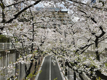 View of cherry blossom amidst plants