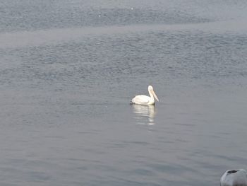 Swan swimming in lake