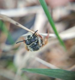Close-up of insect on leaf