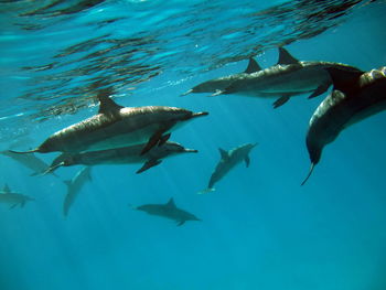 Dolphins. spinner dolphin. stenella longirostris is a small dolphin .