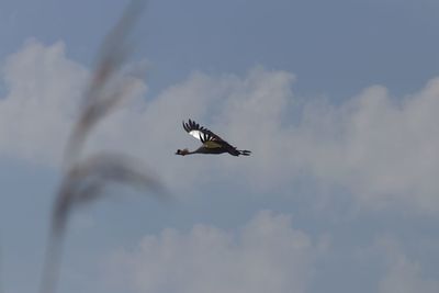 Low angle view of bird flying in sky