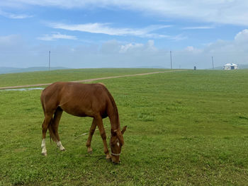 Horses grazing in a field