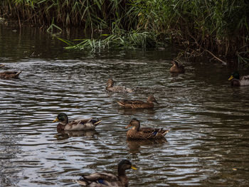 Ducks swimming in lake