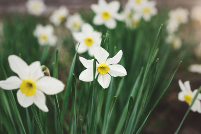 Close-up of white daffodil