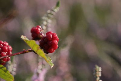 Close-up of red berries growing on tree
