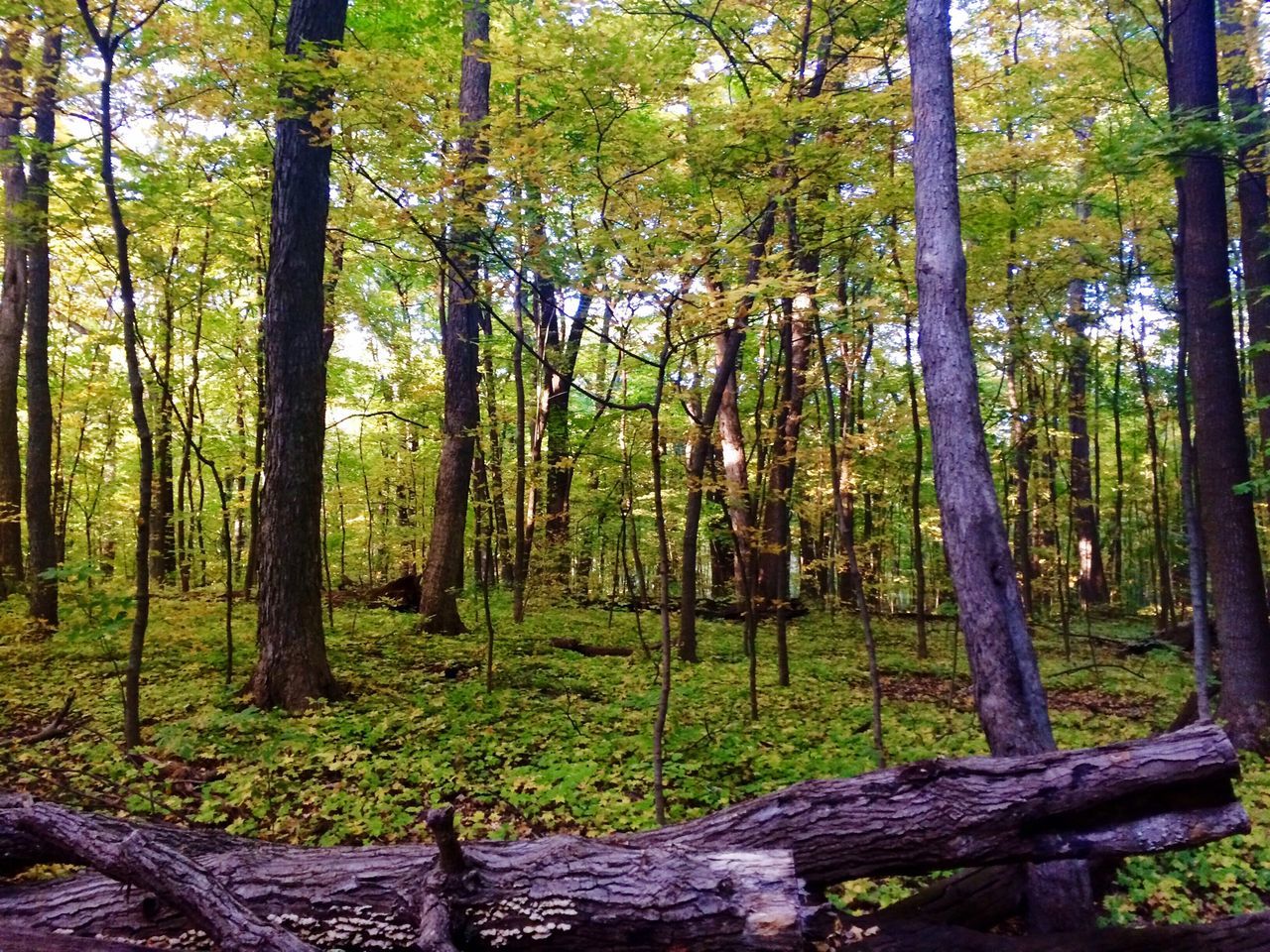 tree, forest, tree trunk, tranquility, woodland, tranquil scene, growth, nature, beauty in nature, scenics, green color, landscape, non-urban scene, branch, outdoors, idyllic, day, no people, sunlight, plant