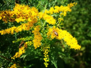 Close-up of butterfly on flower