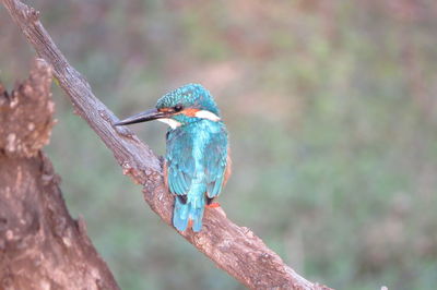 Close-up of bird perching on branch