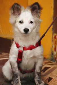 Close-up portrait of dog