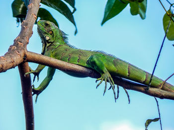 Low angle view of lizard on tree against sky