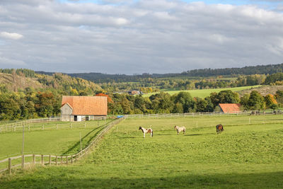 Horse grazing in a field