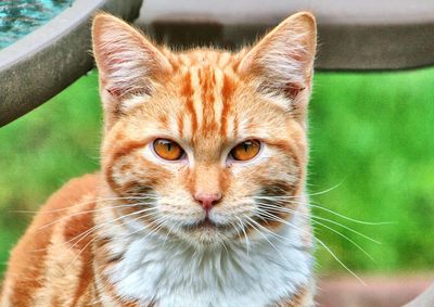 Close-up portrait of tabby cat