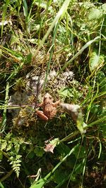 High angle view of horse on field