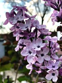 Close-up of fresh pink flowers in bloom