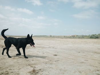 Dog standing on field against sky