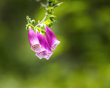 Close-up of purple flowering plant