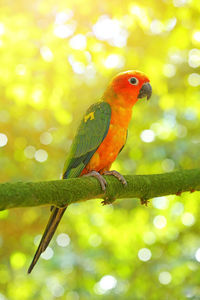 Close-up of parrot perching on branch