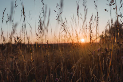 View of stalks in field at sunset