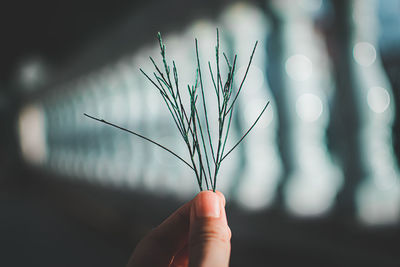 Close-up of hand holding plant