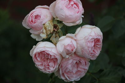 Close-up of pink roses