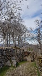 View of bare trees against sky