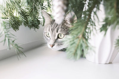 Close-up portrait of a gray striped domestic cat sitting on a window around christmas tree. 