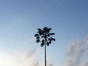 Low angle view of tree against sky