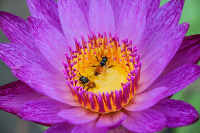 Close-up of bee pollinating on pink flower