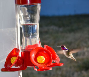 Close-up of  colorful hummingbird drinking nectar from garden bird feeder