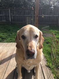 Portrait of labrador retriever sitting on boardwalk