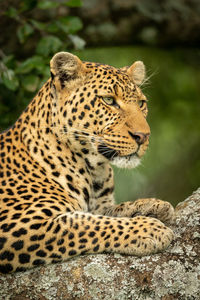 Close-up of a cat looking away