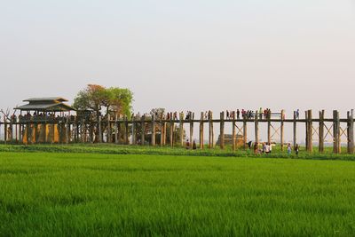 Scenic view of agricultural field against clear sky