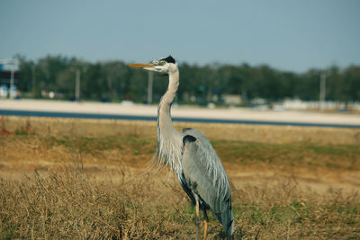 Close-up of gray heron on field