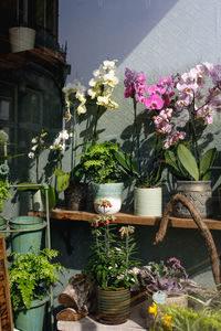 Close-up of potted plants