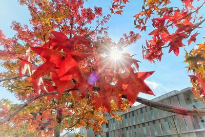 Low angle view of maple tree against sky