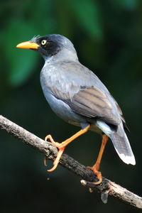 Close-up of bird perching on branch