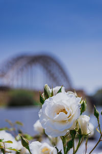 Close-up of white rose plant against sky