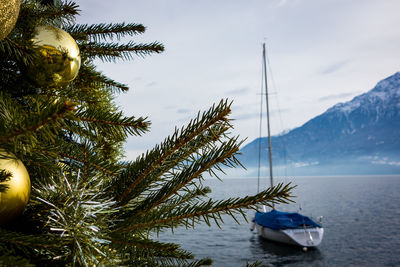 Scenic view of tree by sea against sky